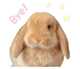 Bunny Hollandlop Daichan English Ver. sticker #15057559