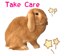 Bunny Hollandlop Daichan English Ver. sticker #15057561