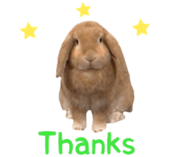 Bunny Hollandlop Daichan English Ver. sticker #15057562