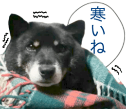 The graceful Kuroshiba-kun sticker #15057780