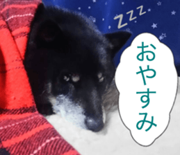 The graceful Kuroshiba-kun sticker #15057781