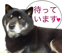 The graceful Kuroshiba-kun sticker #15057782