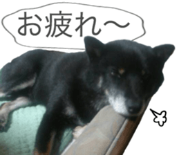 The graceful Kuroshiba-kun sticker #15057783