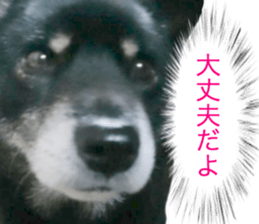 The graceful Kuroshiba-kun sticker #15057784