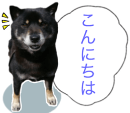 The graceful Kuroshiba-kun sticker #15057785