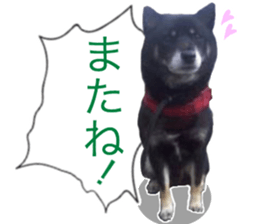 The graceful Kuroshiba-kun sticker #15057786