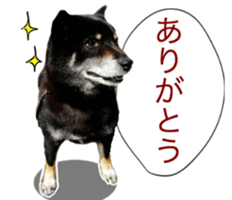 The graceful Kuroshiba-kun sticker #15057787