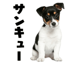 Dog Photo Stickers 02 sticker #15059220