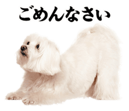 Dog Photo Stickers 02 sticker #15059222