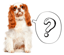 Dog Photo Stickers 02 sticker #15059226