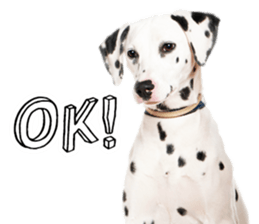 Dog Photo Stickers 02 sticker #15059227