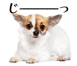 Dog Photo Stickers 02 sticker #15059234