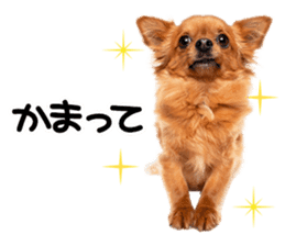Dog Photo Stickers 02 sticker #15059235
