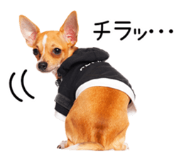 Dog Photo Stickers 02 sticker #15059236