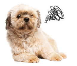Dog Photo Stickers 02 sticker #15059244