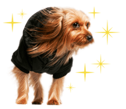 Dog Photo Stickers 02 sticker #15059245