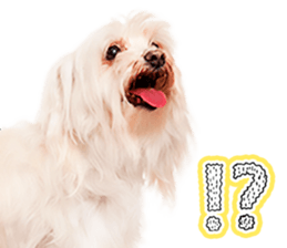Dog Photo Stickers 02 sticker #15059248