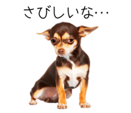 Dog Photo Stickers 02 sticker #15059251