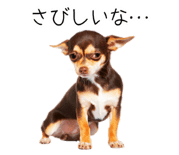 Dog Photo Stickers 02 sticker #15059251
