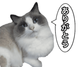 Love cat, that name is Daifuku sticker #15061476