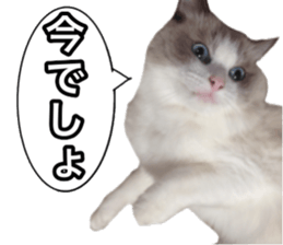 Love cat, that name is Daifuku sticker #15061477