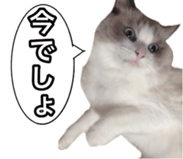 Love cat, that name is Daifuku sticker #15061477