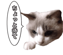 Love cat, that name is Daifuku sticker #15061479