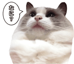 Love cat, that name is Daifuku sticker #15061481