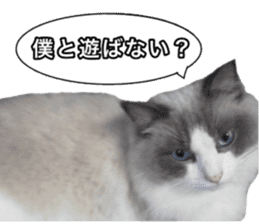 Love cat, that name is Daifuku sticker #15061483