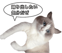Love cat, that name is Daifuku sticker #15061484
