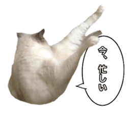 Love cat, that name is Daifuku sticker #15061485