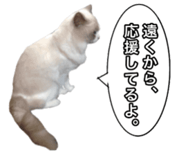 Love cat, that name is Daifuku sticker #15061486