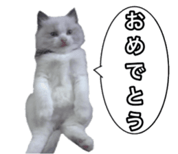 Love cat, that name is Daifuku sticker #15061487