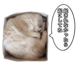 Love cat, that name is Daifuku sticker #15061488