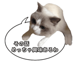 Love cat, that name is Daifuku sticker #15061489