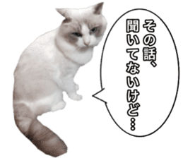 Love cat, that name is Daifuku sticker #15061491