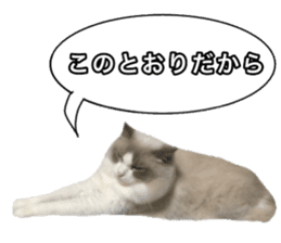 Love cat, that name is Daifuku sticker #15061492