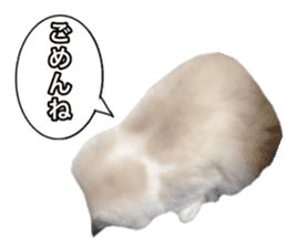 Love cat, that name is Daifuku sticker #15061493