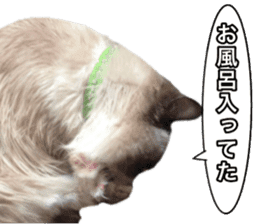 Love cat, that name is Daifuku sticker #15061496