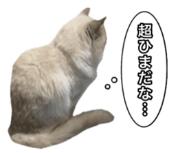 Love cat, that name is Daifuku sticker #15061497