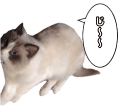 Love cat, that name is Daifuku sticker #15061498
