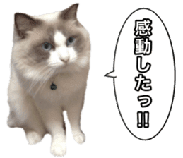 Love cat, that name is Daifuku sticker #15061499