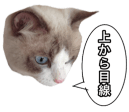 Love cat, that name is Daifuku sticker #15061500