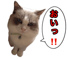 Love cat, that name is Daifuku sticker #15061501
