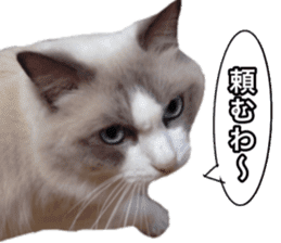 Love cat, that name is Daifuku sticker #15061502