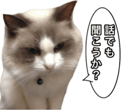 Love cat, that name is Daifuku sticker #15061503