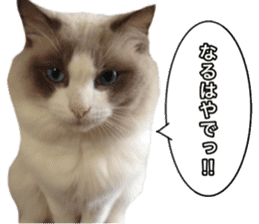 Love cat, that name is Daifuku sticker #15061505