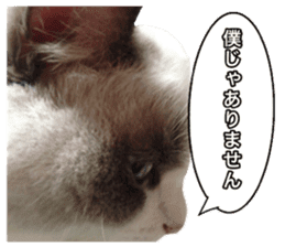 Love cat, that name is Daifuku sticker #15061508
