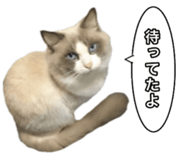 Love cat, that name is Daifuku sticker #15061510