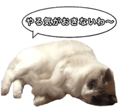 Love cat, that name is Daifuku sticker #15061511